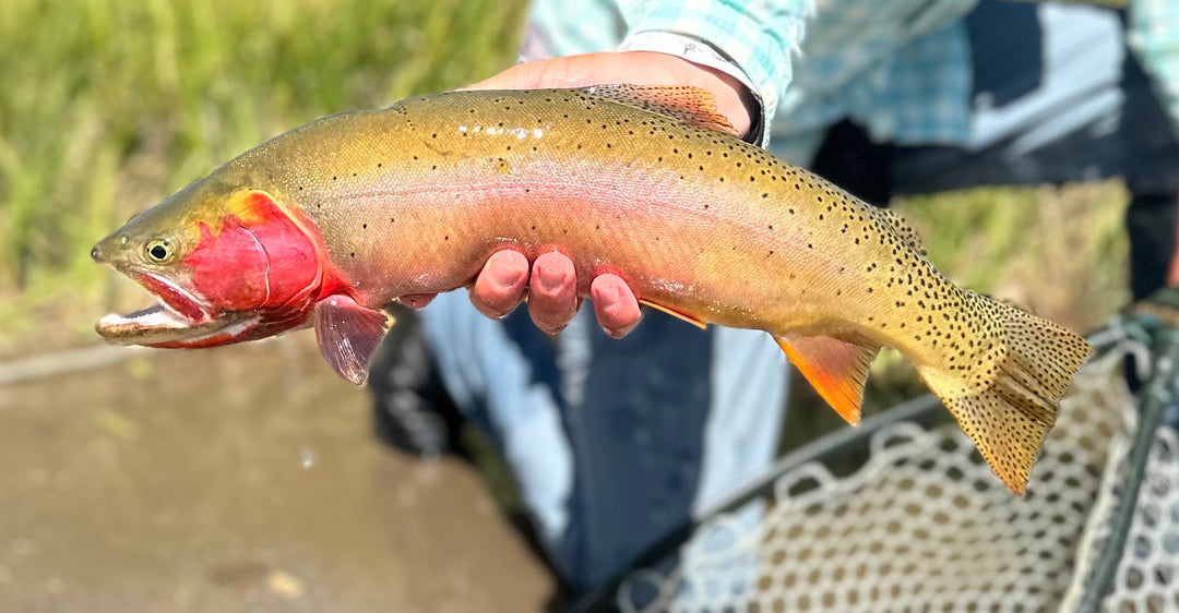 Fishing Report - August 6th, 2025